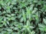 ჭრელი შიდა მცენარეები Callisia, ბოლივიური ებრაელი სურათი