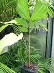 Photo Fishtail Palm Tree description