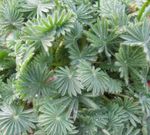 Photo Oxalis Herbaceous Plant description