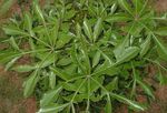 clair-vert des plantes en pot Arbre Rocher De Chou, Cussonia natalensis Photo
