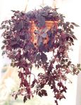 Photo Mikania ternata Hanging Plant description