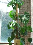 dark green Indoor Plants Split Leaf Philodendron liana, Monstera Photo