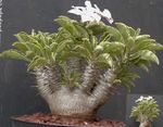 зелен Интериорни растения Pachypodium снимка