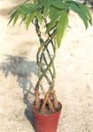 Photo Guiana chestnut, Water Chestnut Tree description