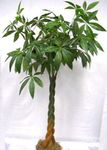 grün Topfpflanzen Pachira Aquatica, Wasserkastanien bäume Foto