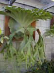 Photo Staghorn Fern, Elkhorns Herbaceous Plant description