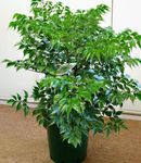 grønn Innendørs Planter China Doll busk, Radermachera sinica Bilde