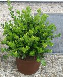 πράσινος Εσωτερικά φυτά Πύξος θάμνοι, Buxus φωτογραφία