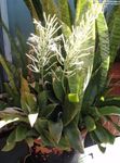 gesprenkelt Topfpflanzen Sansevieria Foto