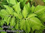 Photo Selaginella Herbaceous Plant description