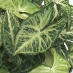 pestrý Vnútorné Rastliny Syngonium liana fotografie
