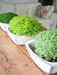 светло-зеленый Комнатные Растения Солейролия (Хельксина, Гелксина), Helxine Фото