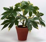 Photo Japanese Aralia Herbaceous Plant description